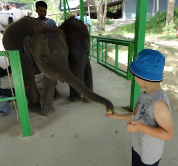 Elephant Feeding Thailand