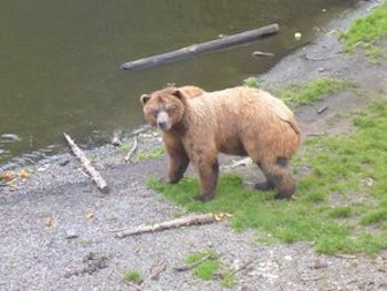 Fortress of the Bears Sitka Alaska